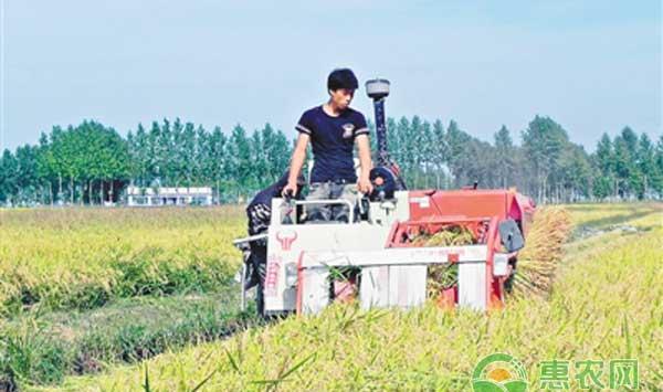 寒地水稻怎么施肥？寒地水稻施肥方案