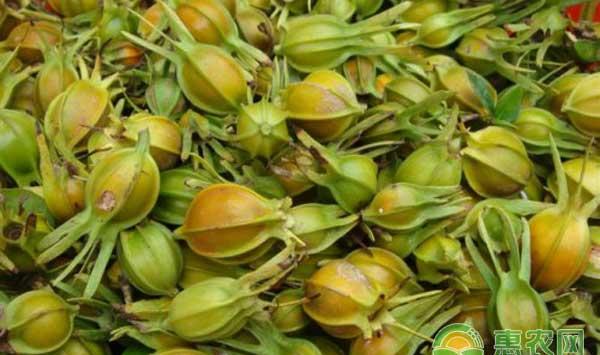 栀子怎么种？栀子种植管理技术