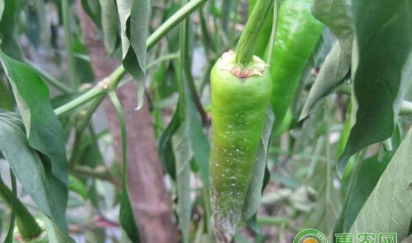 青 (辣) 椒病害