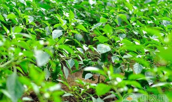 大棚双季辣椒栽培模式实现辣椒高产低成本