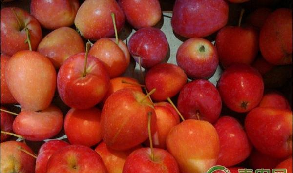 鸡心果病虫害防治