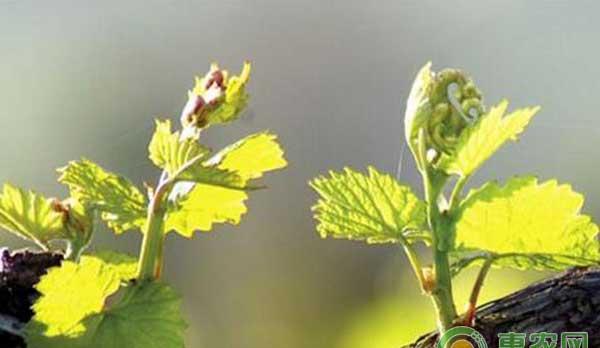 葡萄萌芽不齐怎么办？解决葡萄萌芽不齐的方法