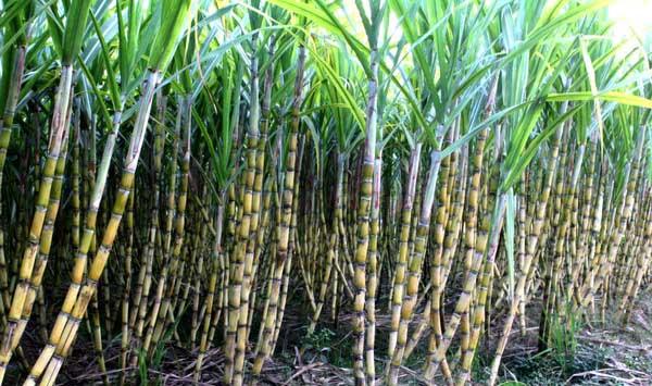 甘蔗的田间种植技术探究