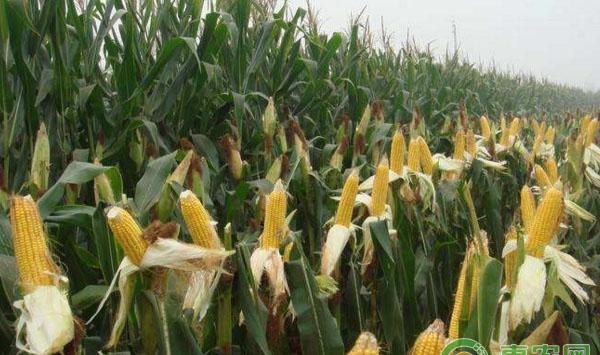 玉米青枯病的发病条件