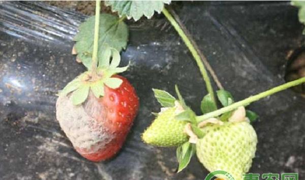 草莓灰霉病防治