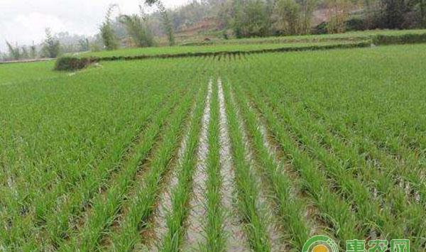 水稻的施肥方法