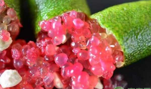 澳洲指橙怎么种？澳洲指橙种植条件及市场分析