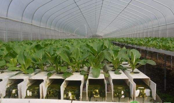 各种蔬菜肥料有什么特点？大棚蔬菜如何科学施肥？