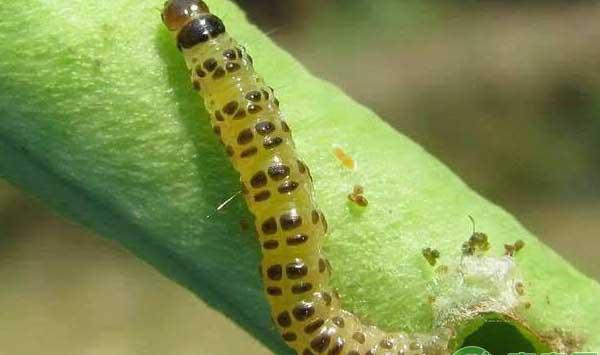 大豆常见病虫害有哪些？大豆病虫害防治方法