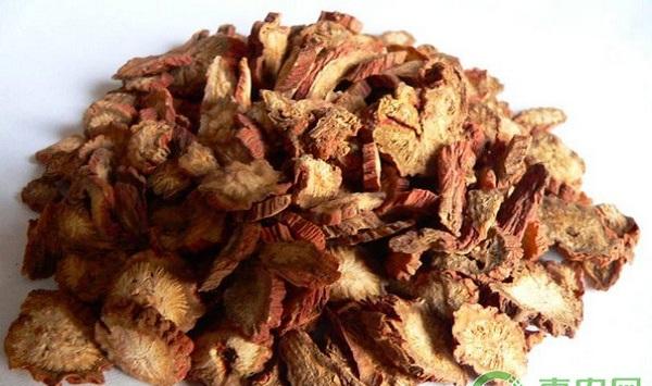 沂蒙山区丹参根腐病的发病规律及防治方法