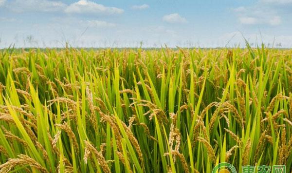 水稻的施肥时间