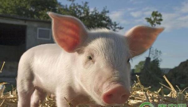 不同比例的预混料