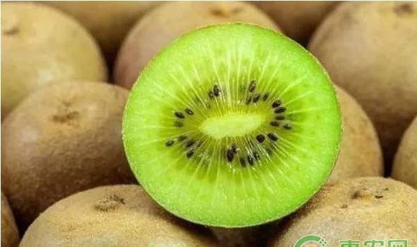 猕猴桃溃疡病春季频繁发生怎么办？猕猴桃溃疡病防治措施