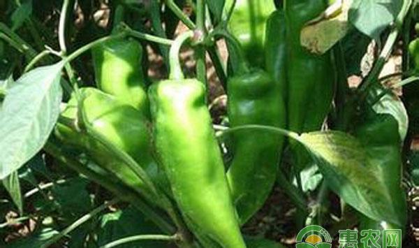 青 (辣) 椒种植栽培技术