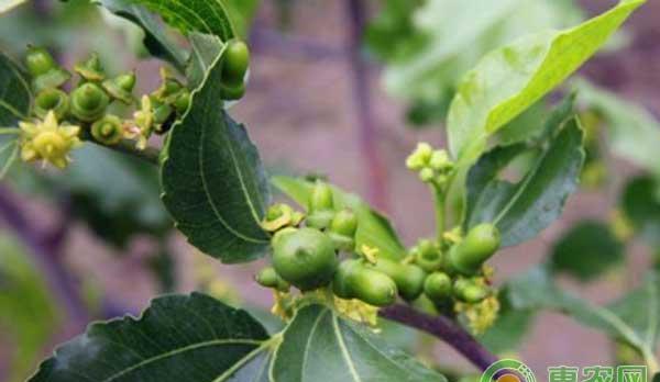 立春后，大棚冬枣萌芽期的管理要点