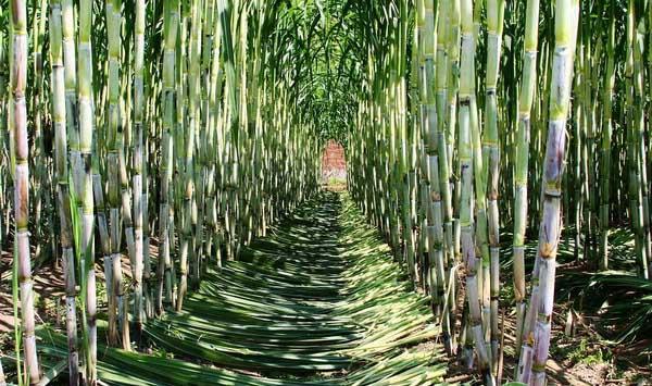 甘蔗的田间种植技术探究