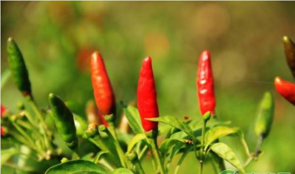 浅析辣椒早春大棚生产技术