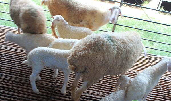 羔羊怎么饲养管理？羔羊的快速育肥技术