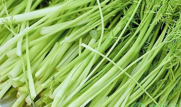 芹菜高效栽培技术及主要病虫害防治