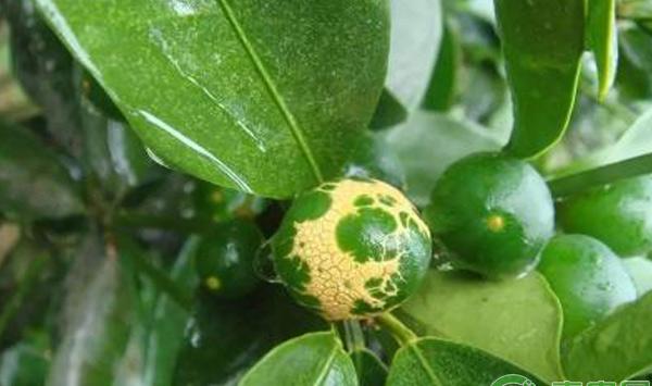 柑橘为什么出现花皮果？蓟马、灰霉病为罪魁祸首