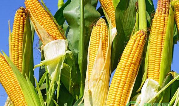 玉米出苗不齐的主要原因