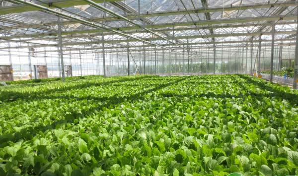 棚膜过快老化怎么办？棚膜使用注意事项