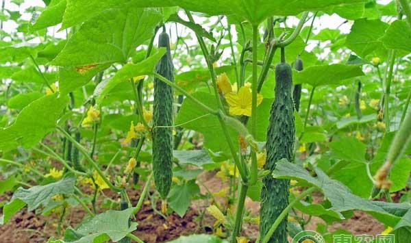 蔬菜种植常用的生根、膨果、催熟调节剂有哪些？