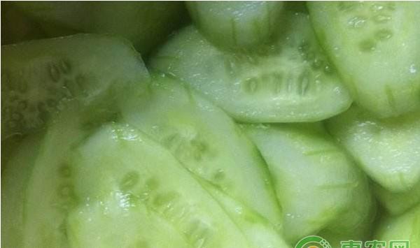 大棚黄瓜春提早高产栽培技术规程