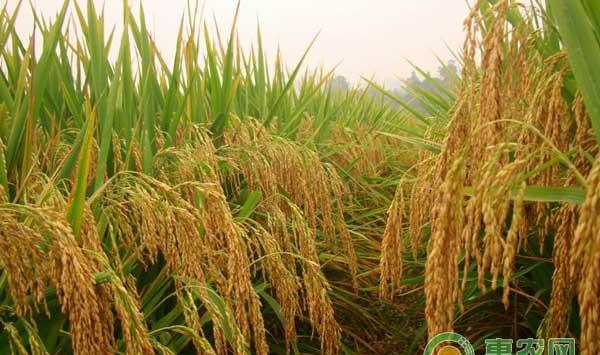 杂交粳稻品种天隆优619高产栽培技术