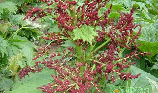掌叶大黄规范化种植技术大全