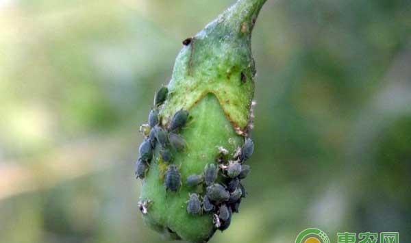 枸杞种植有哪些常见的病虫害？枸杞常见病虫害防治措施