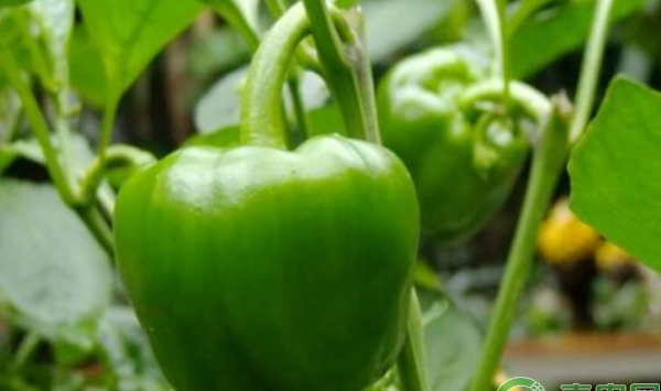 青椒种植技术详解