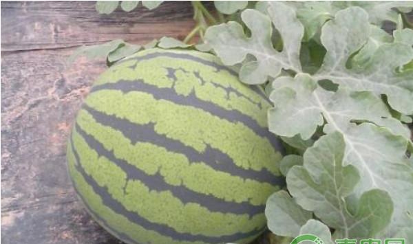 汉中市蔬菜高效生产典型模式