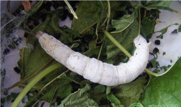 夏秋蚕饲养管理技术要点