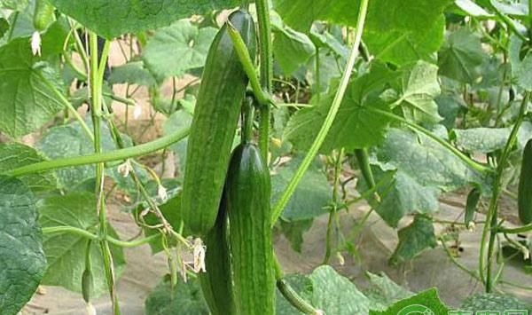 黄瓜怎么施肥产量高？黄瓜高产追肥技术