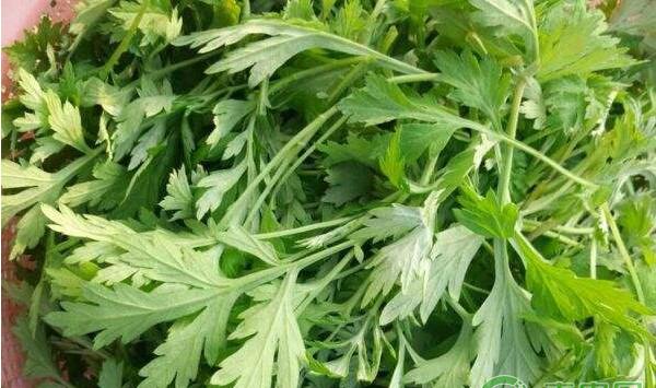 蕲艾高产栽培技术规程