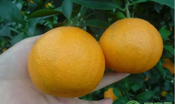 湖北黄石市爱媛28号杂柑丰产种植技术