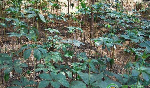 林下重楼种植技术