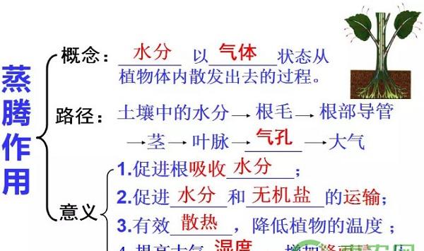 3月份花菜水肥管理要点