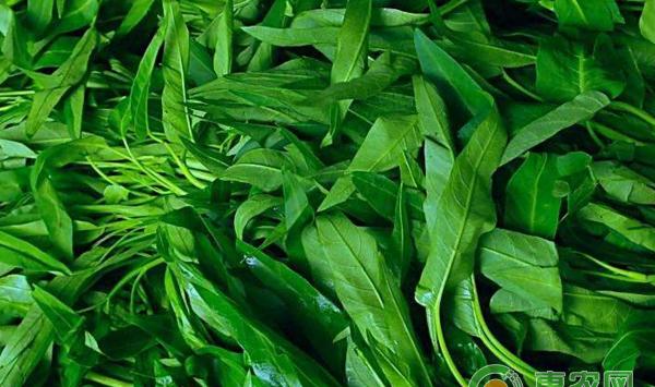 空心菜的播种育苗