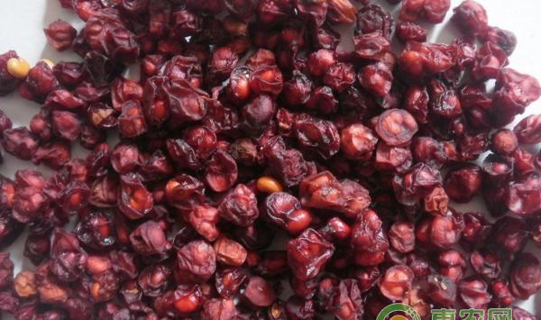 北五味子人工栽培方法