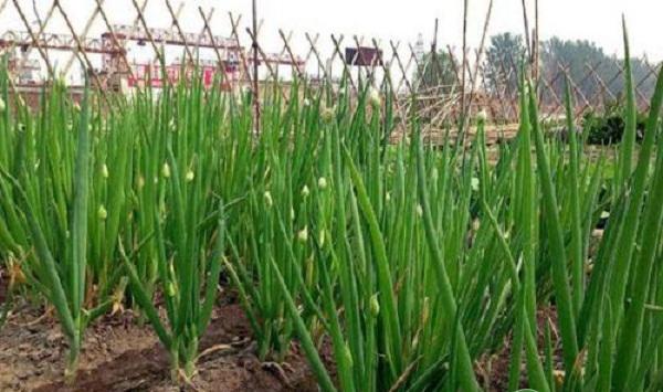 大葱栽培技术：大葱的育苗定值施肥虫害防治全过程