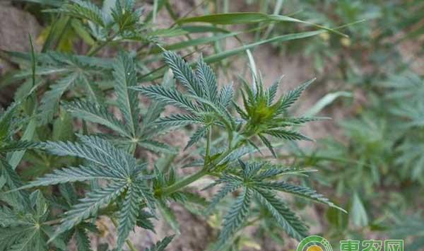 草甘膦和草铵膦的区别及影响除草剂药效的几大因素分析
