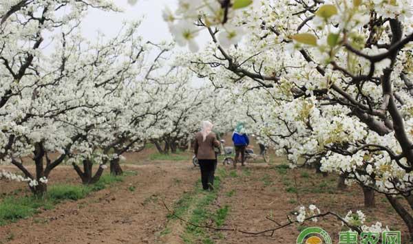 春季梨树花期管理方案