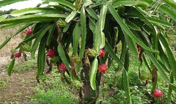 火龙果蚧壳虫怎么防治？