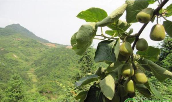 浅析猕猴桃在云南栽培的优势