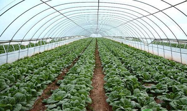 棚膜过快老化怎么办？棚膜使用注意事项