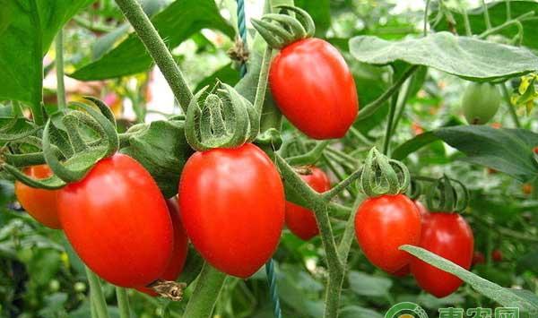 云南热区番茄主要栽培模式及高产高效品种推荐