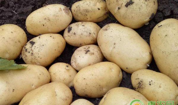 马铃薯如何切块催芽？亩产多少斤？怎样高产种植？