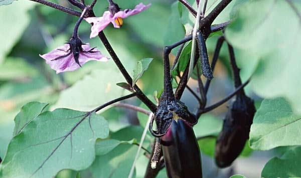 茄子什么时候育苗？茄子苗期如何防治老小苗、僵苗？